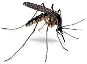 Moustique géant