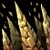 Stalagmites