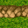 terrain